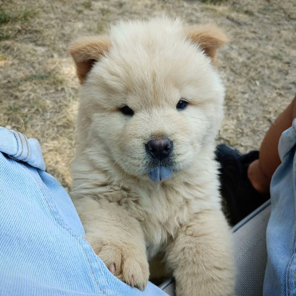 chiot Chow Chow Du Moulin Des Ours