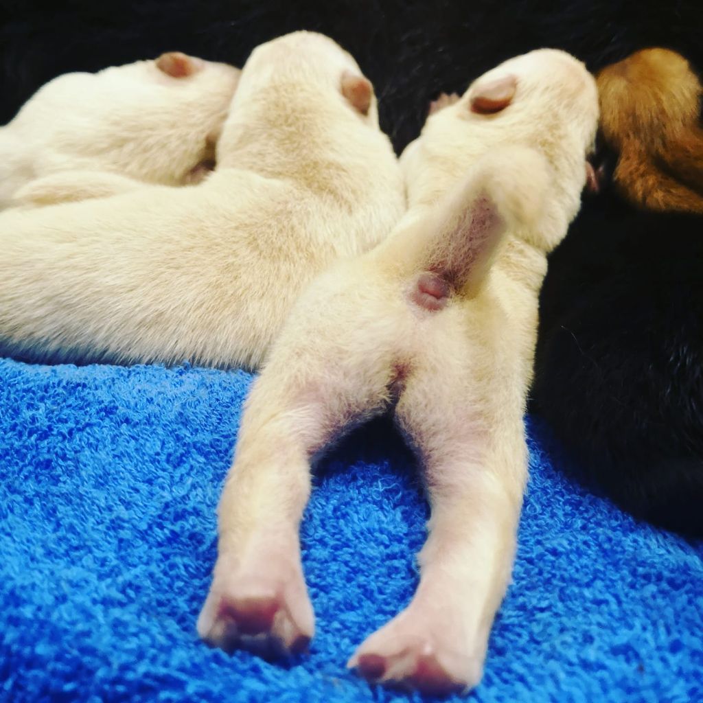 Du Moulin Des Ours - Chow Chow - Portée née le 24/10/2019