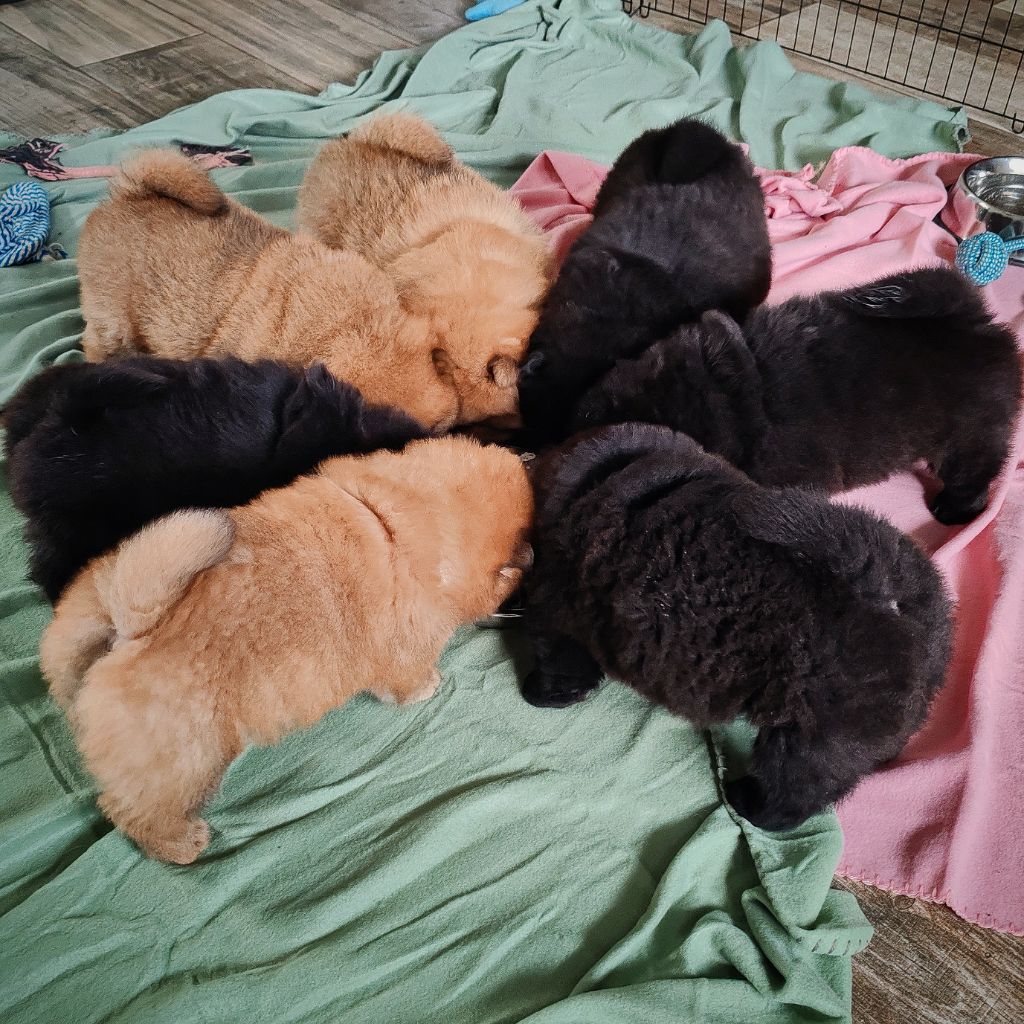 Du Moulin Des Ours - Chow Chow - Portée née le 03/01/2024
