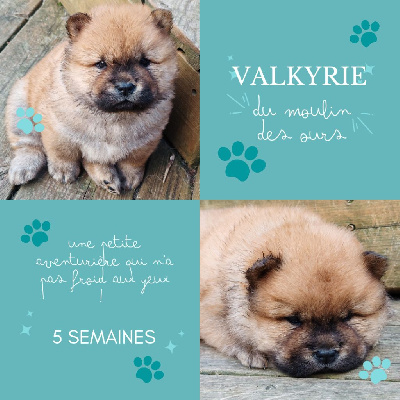 VALKYRIE