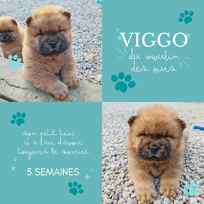 VIGGO