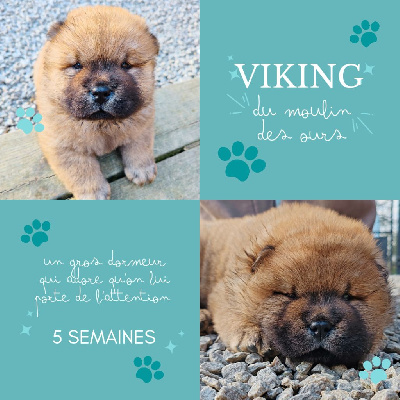 VIKING